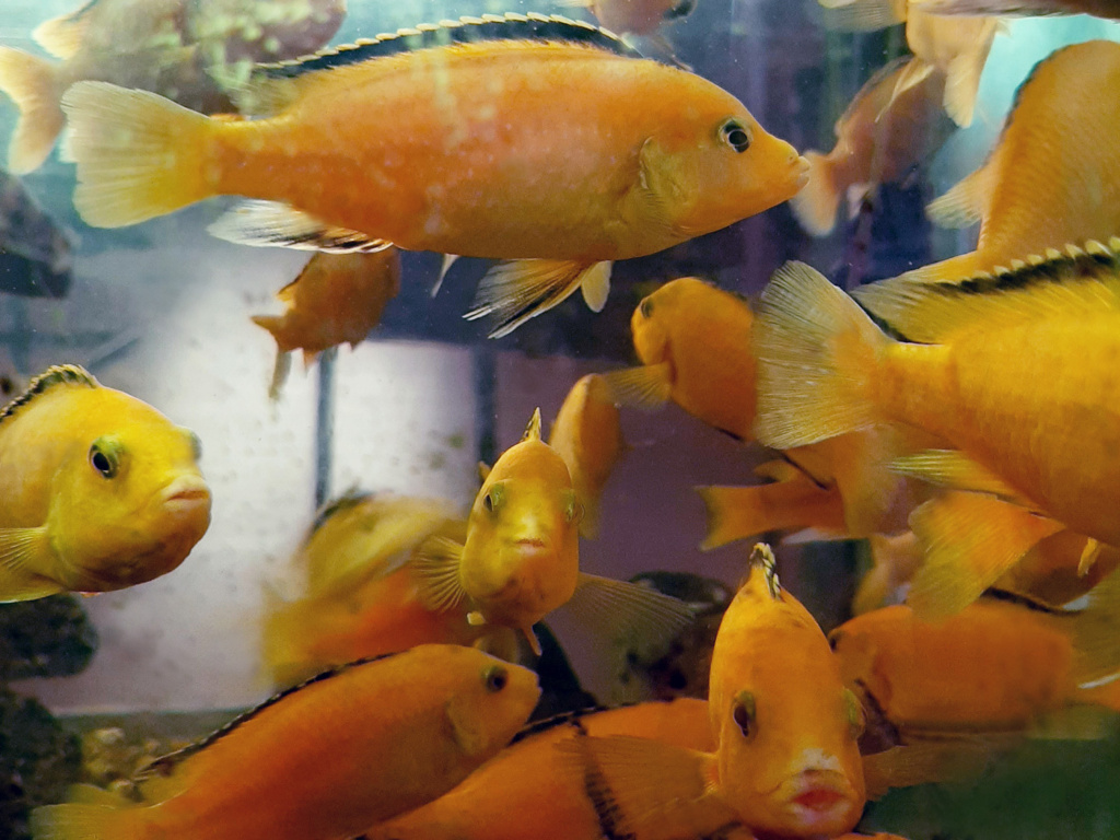 Goldfische im Aquarium in Termunterzijl